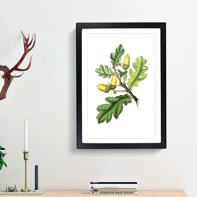 English Oak Tree Illustration - Picture Frame Painting Print East Urban Home Frame Option: Black Framed, Size: 36cm H x 27cm W x 2cm D on Productcaster.