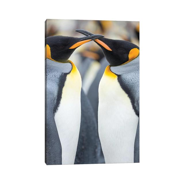 King Penguin, Falkland Islands. by Martin Zwick - Wrapped Canvas Print Latitude Run Size: 45.72cm H x 30.48cm W x 1.91cm D on Productcaster.