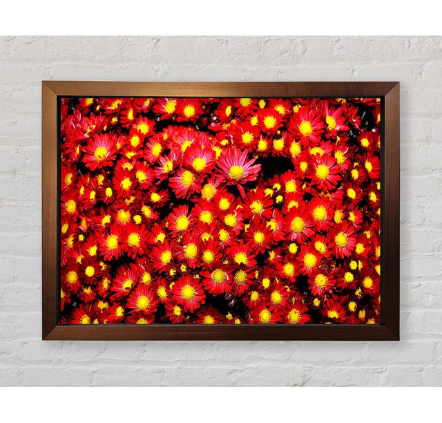 Chrysanthemums - Single Picture Frame Art Prints Bright Star Size: 84.1cm H x 118.9cm W x 3.4cm D on Productcaster.