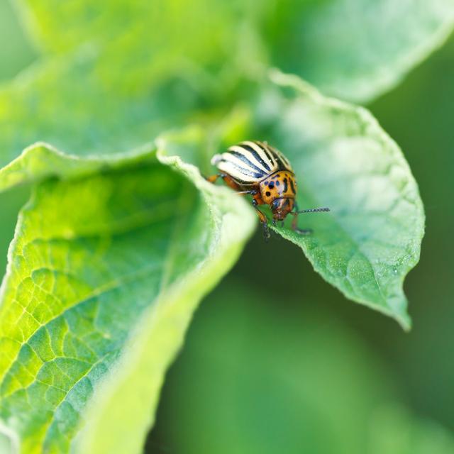 Potato Bug by Vvoevale - Print 17 Stories Size: 40cm H x 40cm W x 1.8cm D on Productcaster.