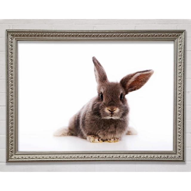 Curiosity Bunny - Single Picture Frame Art Prints Ebern Designs Size: 29.7cm H x 42cm W x 3cm D on Productcaster.