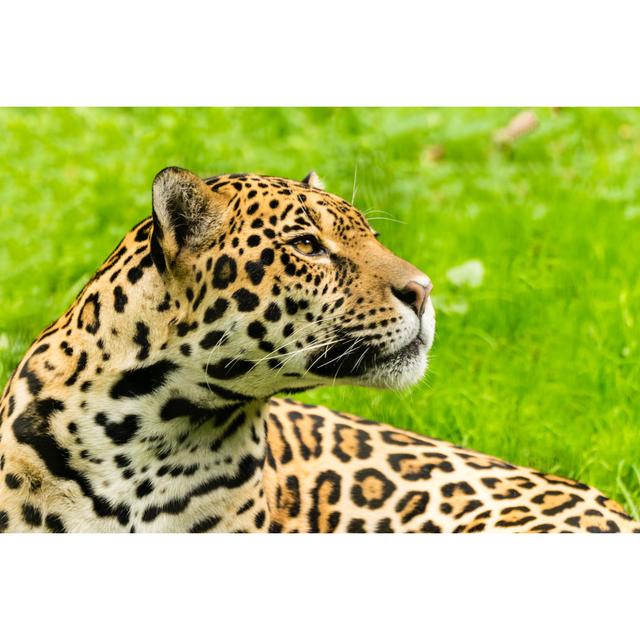 Jaguar Portrait by Eplisterra - Wrapped Canvas Print Latitude Run Size: 51cm H x 76cm W x 3.8cm D on Productcaster.