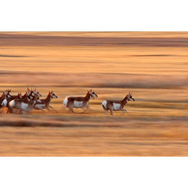 Pronghorn Antelope by Bobloblaw - Wrapped Canvas Print 17 Stories Size: 81cm H x 122cm W on Productcaster.