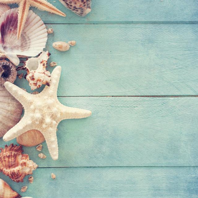 Sea Shells And Starfish House of Hampton Size: 76cm H x 76cm W x 3.8cm D on Productcaster.