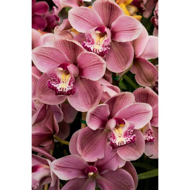 Burvale Cymbidium Orchid Flower - Wrapped Canvas Photograph Marlow Home Co. Size: 122cm H x 81cm W x 3.8cm D on Productcaster.