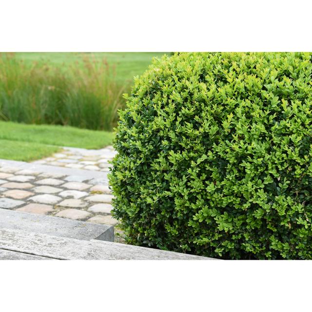 Boxwood Plant by NAPA74 - Wrapped Canvas Print 17 Stories Size: 61cm H x 91cm W on Productcaster.