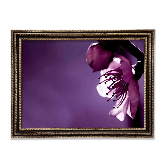 Purple Apple Blossom Framed Print Ebern Designs Size: 59.7cm H x 84.1cm W x 3cm D, Format: Black Framed Wood on Productcaster.