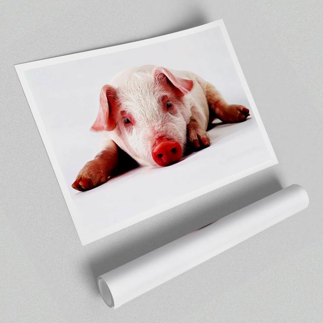 'Pig Portrait' - Photograph Print on Paper East Urban Home Size: 42cm H x 59.4cm W on Productcaster.