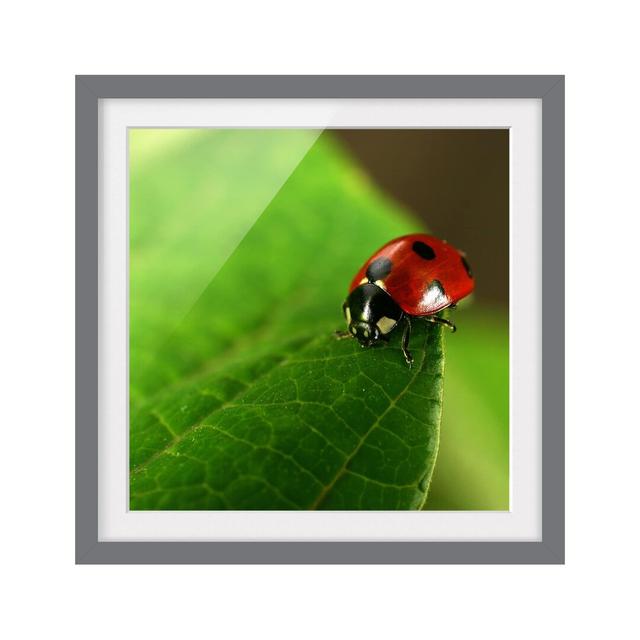 Lady Bird - Picture Frame Photograph Ebern Designs Frame Option: Grey Framed on Productcaster.