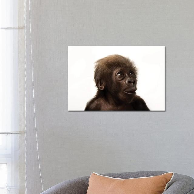 A Critically Endangered Six-Week-Old Female Baby Gorilla At The Cincinnati Zoo II by Joel Sartore - Gallery-Wrapped Canvas Giclée on Canvas 17 Stories on Productcaster.