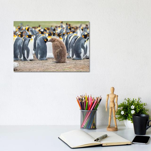 Chick In Brown Plumage. King Penguin On Falkland Islands. by Martin Zwick - Wrapped Canvas Print Latitude Run Size: 20.32cm H x 30.48cm W x 1.9cm D on Productcaster.