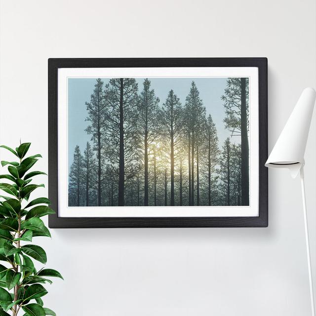 Sweet Pine Tree Forest - Single Picture Frame Print Alpen Home Format: Black, Size: 25cm H x 34cm W on Productcaster.