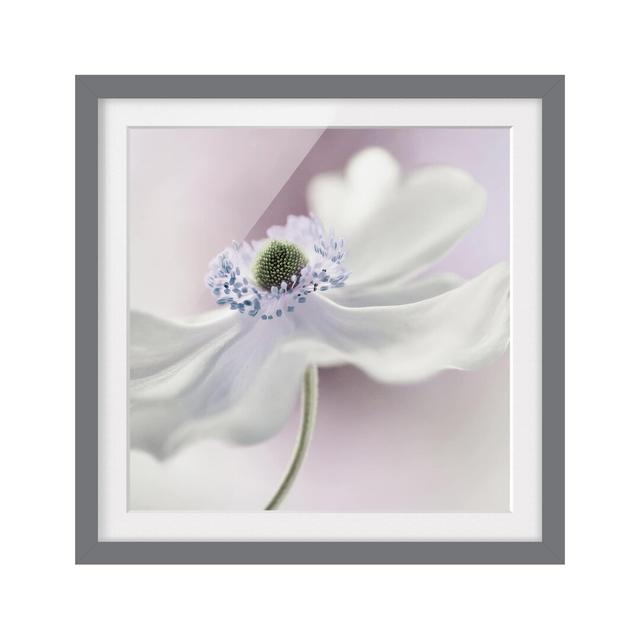 Anemone Breeze - Single Picture Frame Print East Urban Home Rahmenoptionen: Matt grey, Size: 70cm H x 70cm W on Productcaster.