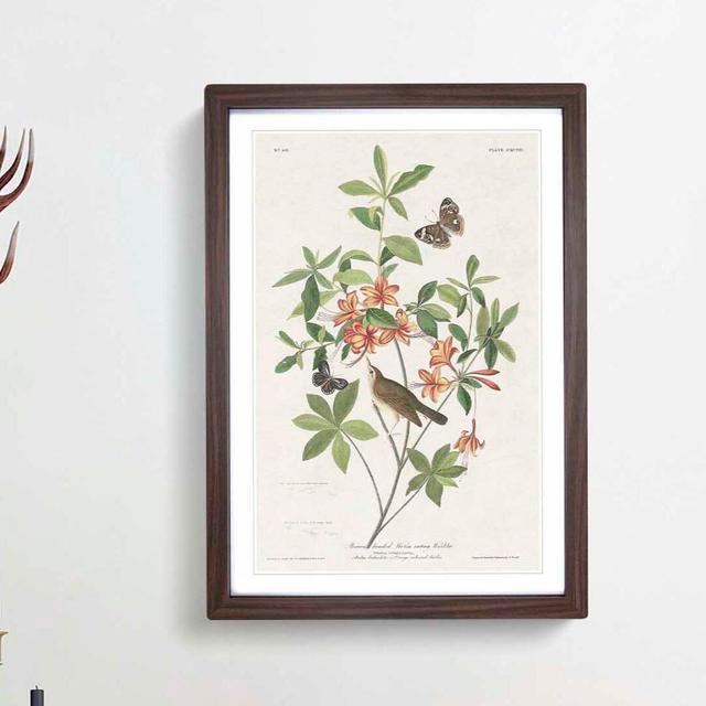 Warbler Bird & Butterflies by John Audubon - Picture Frame Painting Print East Urban Home Size: 48cm H x 36cm W x 2cm D, Frame Option: Walnut Framed on Productcaster.