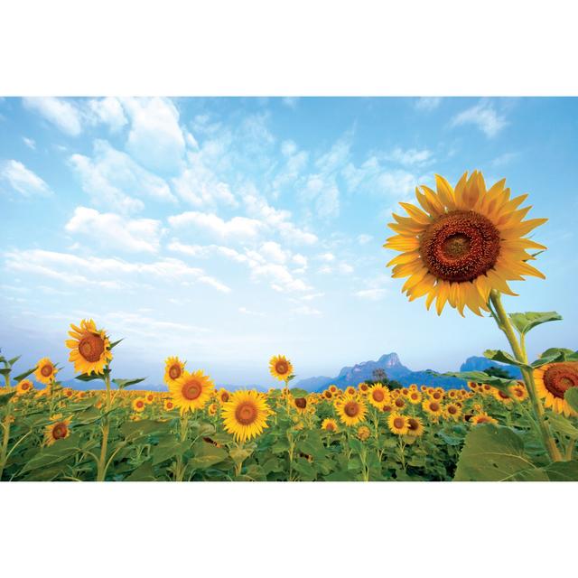 Sunflowers Blooming On Field by NexTser - Wrapped Canvas Print Brambly Cottage Size: 61cm H x 91cm W on Productcaster.