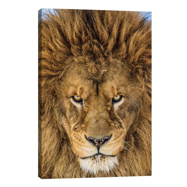 Serious Lion by Mike Centioli - Wrapped Canvas Print 17 Stories Size: 66.04cm H x 45.72cm W x 3.81cm D on Productcaster.