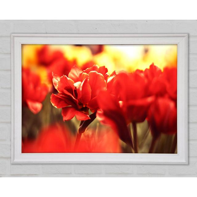 Beautiful Red Flowers Framed Print Bright Star Size: 29.7cm H x 42cm W x 1.5cm D on Productcaster.