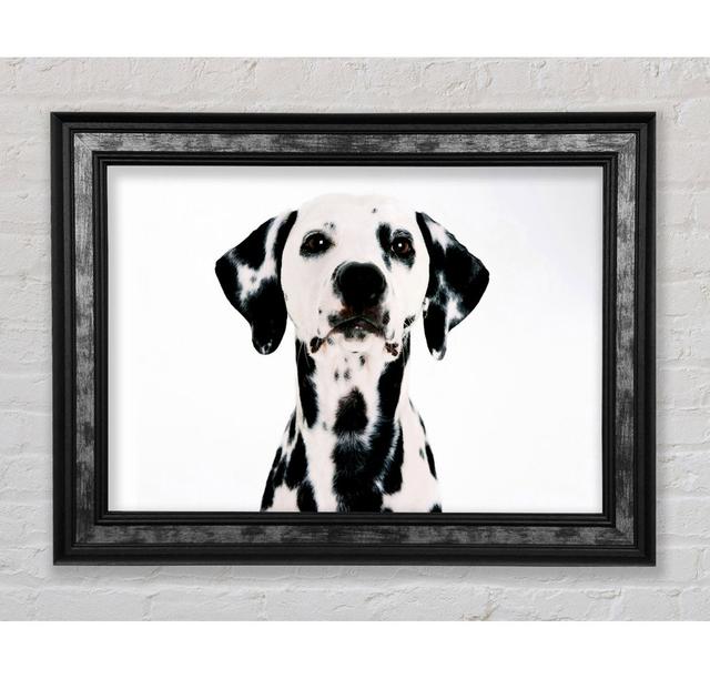 Dalmatian Beauty - Single Picture Frame Art Prints Bright Star Size: 29.7cm H x 42cm W x 8cm D on Productcaster.