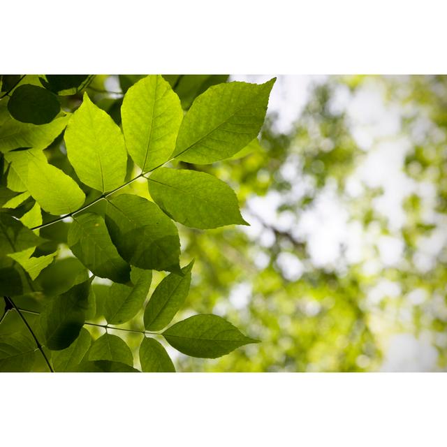 Green Foliage Background von AnkNet - Kunstdrucke auf Leinwand ohne Rahmen 17 Stories Größe: 81cm H x 122cm B on Productcaster.