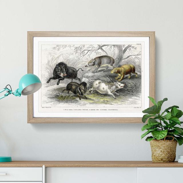 Wild Pig Illustration by Oliver Goldsmith - Picture Frame Painting Print East Urban Home Size: 27cm H x 36cm W x 2cm D, Frame Option: Oak Framed on Productcaster.