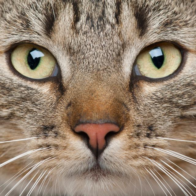 Close-up of European Shorthair Cat, 9 Months Old by Globalp - Wrapped Canvas Photograph Ebern Designs Size: 122cm H x 122cm W x 3.8cm D on Productcaster.