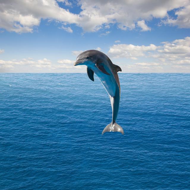 Single Jumping Dolphin Highland Dunes Size: 36"H x 36"W on Productcaster.