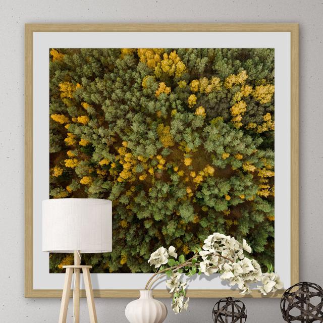 'Yellow and Green Trees' by Karolis Janulis Framed Photographic Print East Urban Home Size: 51 cm H x 51 cm W x 3.81 cm D on Productcaster.