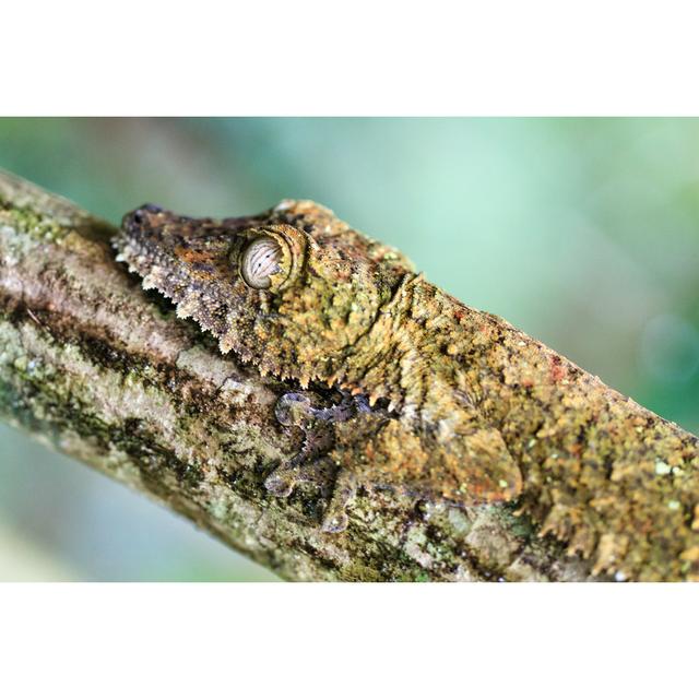 Kendall Side Portrait Of Gecko by Dennisvdw - Wrapped Canvas Print Natur Pur Size: 20cm H x 30cm W x 3.8cm D on Productcaster.