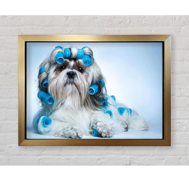 Shih Tzu Dog In Curlers - Single Picture Frame Art Prints Bright Star Size: 84.1cm H x 118.9cm W x 3.4cm D on Productcaster.