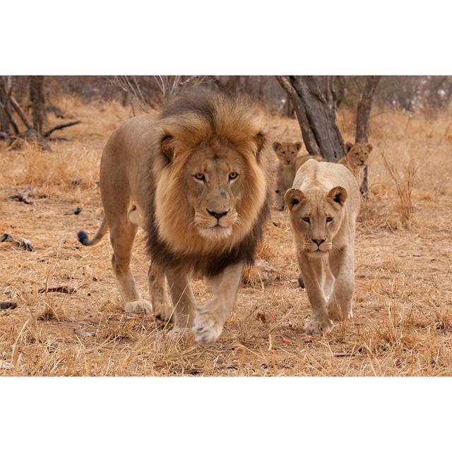 Lion (Panthera Leo) by Marieholding - Wrapped Canvas Photograph Latitude Run Size: 81 cm H x 122 cm W on Productcaster.