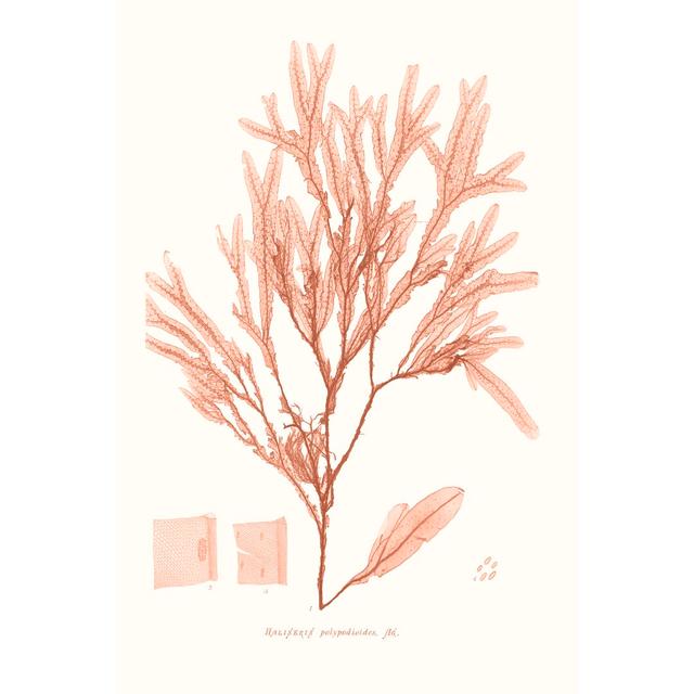 Vivid Coral Seaweed V by Vision Studio - Wrapped Canvas Graphic Art Print Marlow Home Co. Size: 30cm H x 20cm W on Productcaster.