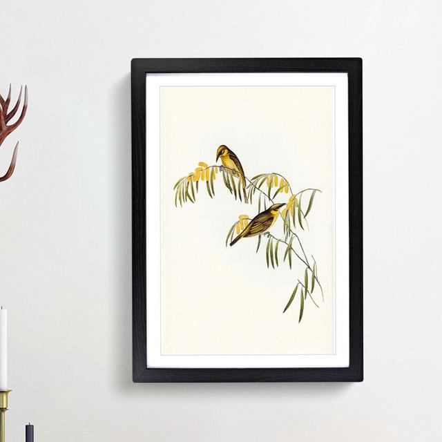 Plumed Honeyeaters by Elizabeth Gould - Picture Frame Painting Print East Urban Home Frame Option: Black Framed, Size: 65cm H x 48cm W x 2cm D on Productcaster.