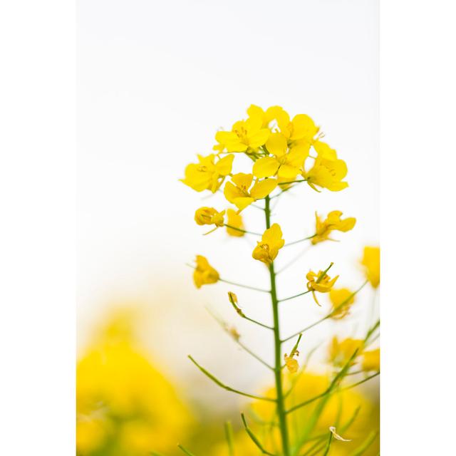 Canola Flowers by Ooyoo - Drucken 17 Stories Größe: 75 cm H x 50 cm B on Productcaster.