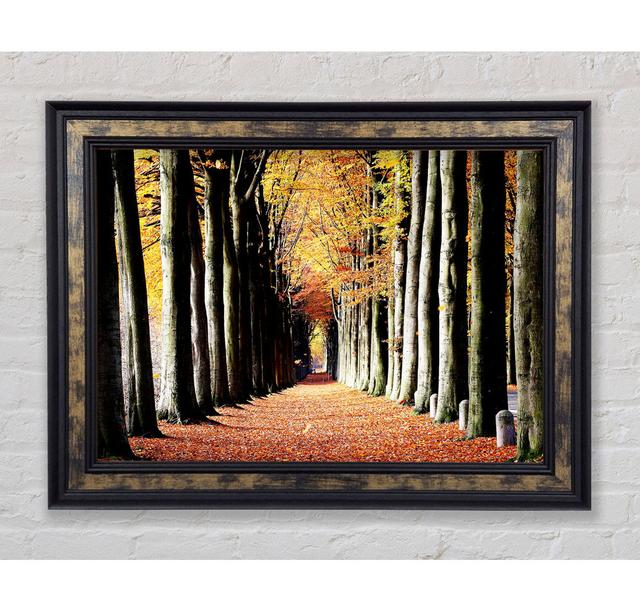 Woodland Walk Framed Print Bright Star Size: 29.7cm H x 42cm W on Productcaster.