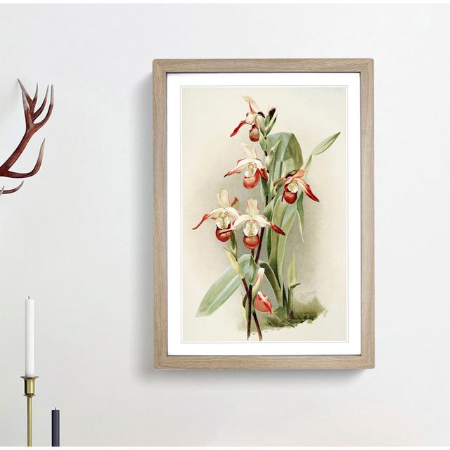 Magnolia Flowers Illustration Tab.89 by Frederick Sander - Picture Frame Art Print East Urban Home Size: 91cm H x 60cm W x 2cm D, Frame Option: Oak on Productcaster.