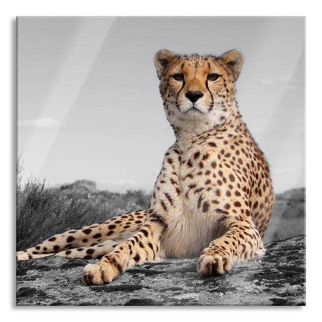 Magnificent Cheetah in the Savannah - Unframed Photograph on Glass Brayden Studio Size: 80cm H x 80cm W x 0.4cm D on Productcaster.