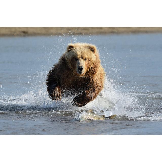 Grizzly Bear by Andre Anita - Wrapped Canvas Photograph Union Rustic Size: 51cm H x 76cm W on Productcaster.