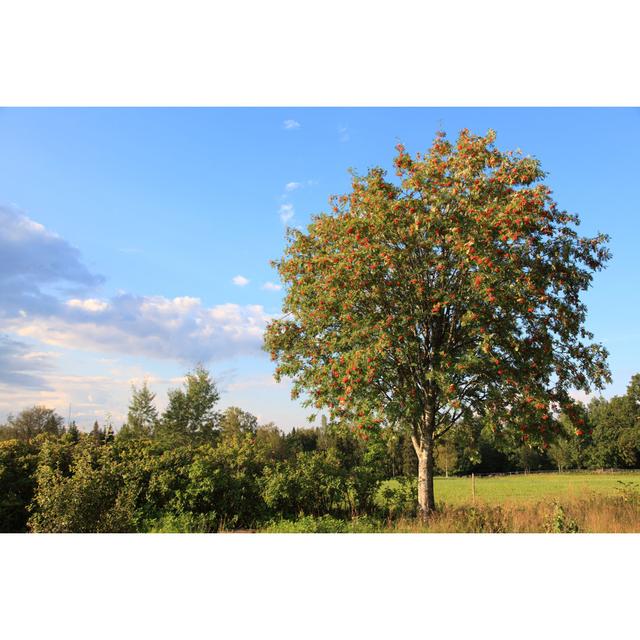 Vogelbeerbaum im schönen ländlichen Schweden 17 Stories Größe: 81 cm H x 122 cm B on Productcaster.