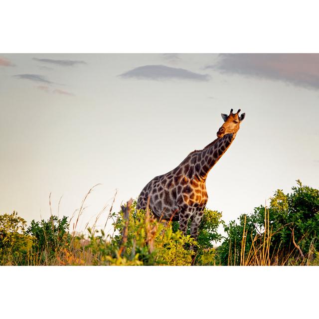 Giraffe In Hwange National Park by Brytta - Wrapped Canvas Art Prints 17 Stories Size: 81cm H x 122cm W on Productcaster.