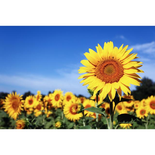 Sunflowers Field In Provence by Choja - Wrapped Canvas Print Brambly Cottage Size: 51cm H x 76cm W on Productcaster.