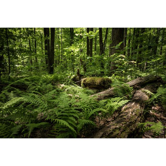 Youssoufia ﻿The Forest Reclaiming Blowdowns by Kellyvandellen - Unframed Photograph on Canvas Alpen Home Size: 20cm H x 30cm W x 3.8cm D on Productcaster.