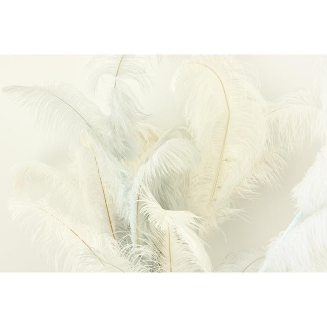 Ostrich feather Metro Lane Size: 51cm H x 76cm W on Productcaster.