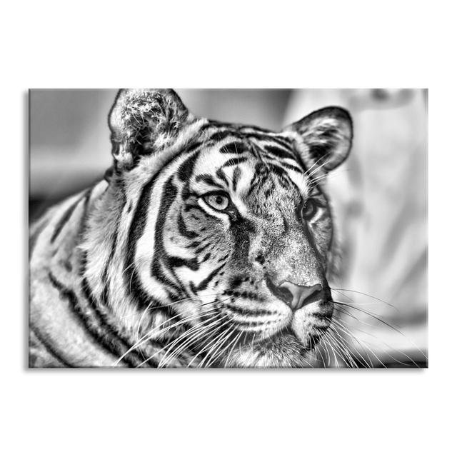 Beautiful Tiger - No Frame Print on Glass 17 Stories Size: 70cm H x 100cm W x 0.4cm D on Productcaster.