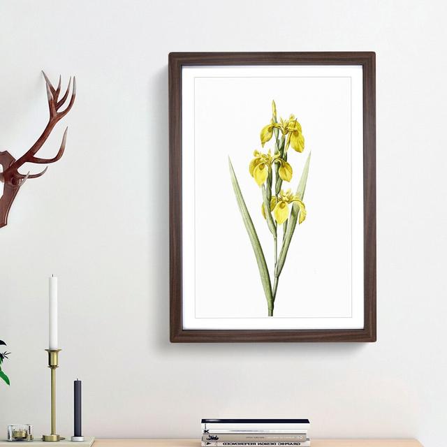 Yellow Irises by Pierre-Joseph Redoute - Picture Frame Painting Print East Urban Home Size: 65cm H x 48cm W x 2cm D, Frame Option: Walnut Framed on Productcaster.