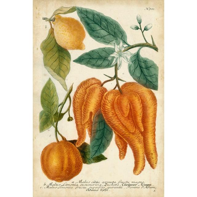 Exotic Citrus I by Weinmann - Wrapped Canvas Painting Rosalind Wheeler Size: 30cm H x 20cm W on Productcaster.