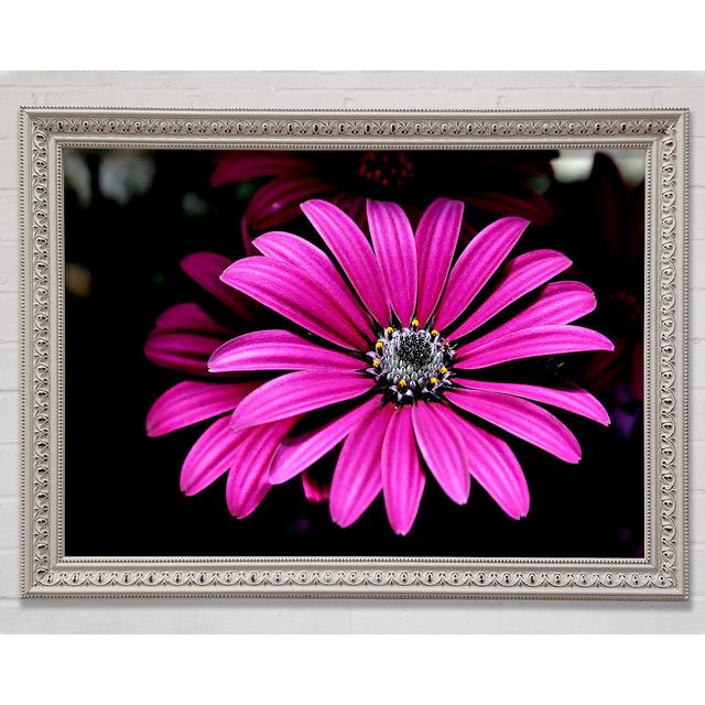 Cerise Daisy Petals - Single Picture Frame Art Prints 17 Stories Size: 84.1cm H x 118.9cm W x 3cm D, Format: Rembrandt Black/Gold Framed Paper on Productcaster.