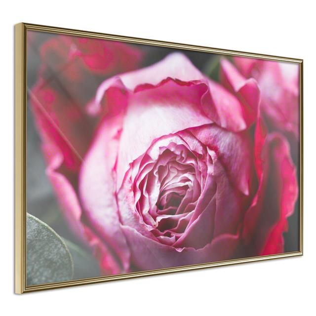 Gerahmtes Poster Blooming Rose Canora Grey Größe: 40 cm x 60 cm, Rahmenart: Goldener Rahmen on Productcaster.