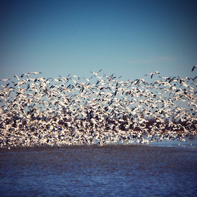 Flock Of Birds by Instants - No Frame Art Prints on Canvas Beachcrest Home Size: 122cm H x 122cm W on Productcaster.