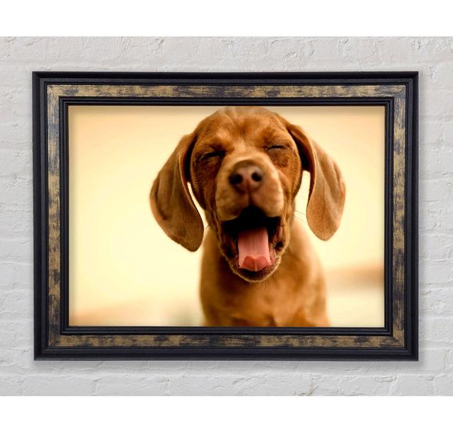 Funny Dog - Single Picture Frame Art Prints Bright Star Size: 84.1cm H x 142.2cm W on Productcaster.