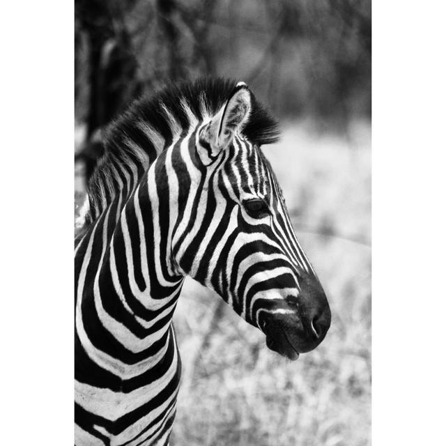 Charing Zebra - Wrapped Canvas Photograph 17 Stories Size: 122cm H x 81cm W x 3.8cm D on Productcaster.